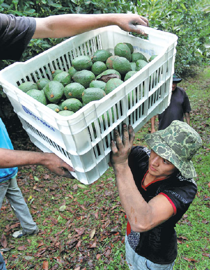 Mexico's avocado growers eye mainland