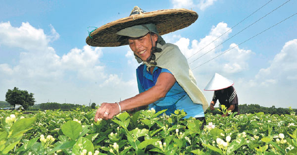 New businesses blossoming in Guangxi, China's 'home of jasmine'