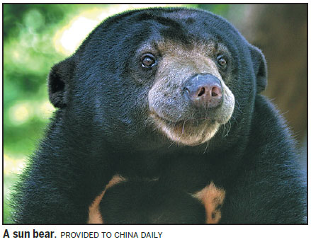 Sun bears living in China, video shows