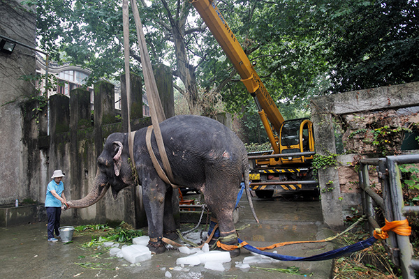 Banna the elephant recovers from heatstroke