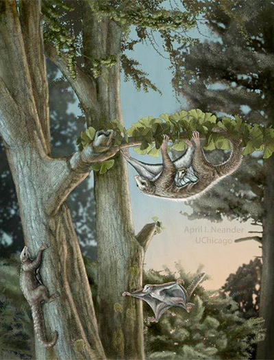 Dinosaurs, flying mammals coexisted in China