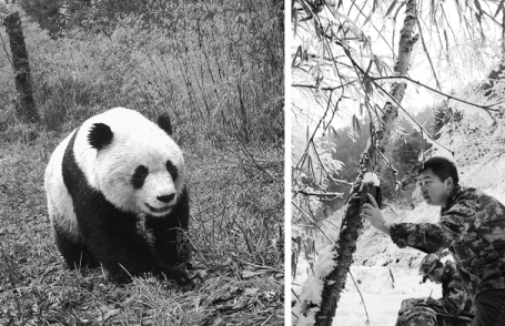 Panda recognition tech a boon for wildlife rangers