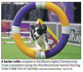 Westminster dog show's cats give paws for thought