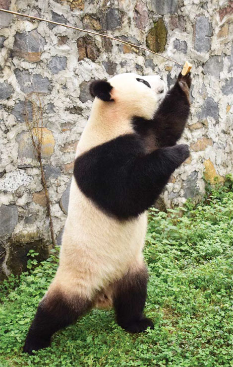 Panda cubs move to Dutch 'palace'