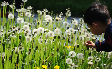 A boy examines dandelions at a new eco-friendly park in Xuanwu district, Beijing, May 6, 2008. The new park was one of the district's eight parks that were constructed last March in an effort to address pollution for a Green Olympics. 