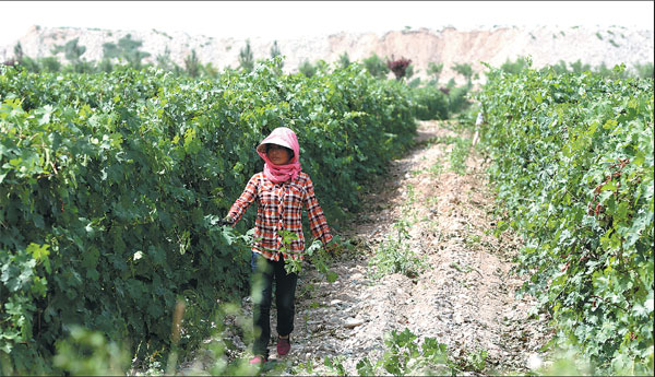 Vineyards bring green to Gobi