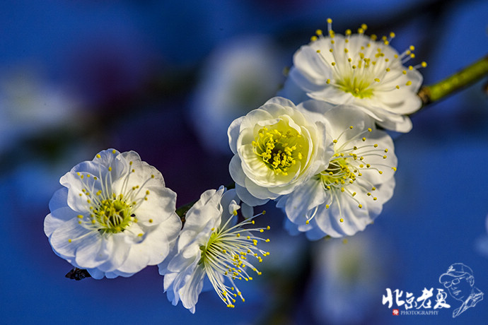 Four seasons in Beijing's parks