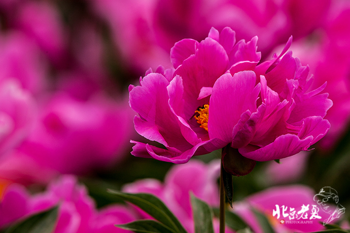 Four seasons in Beijing's parks