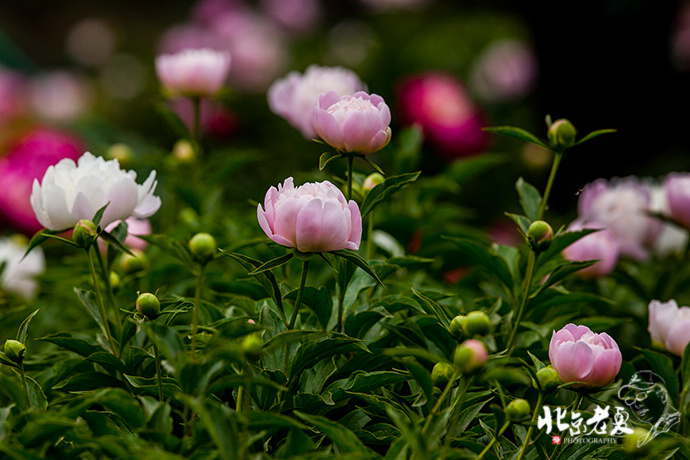 Four seasons in Beijing's parks