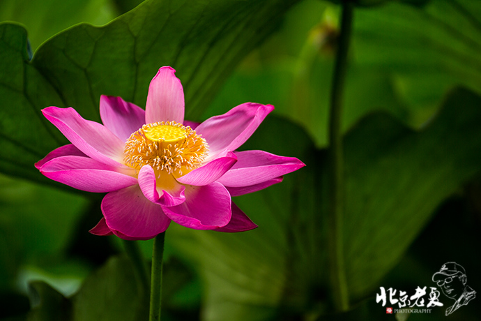 Four seasons in Beijing's parks