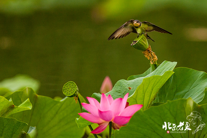 Four seasons in Beijing's parks