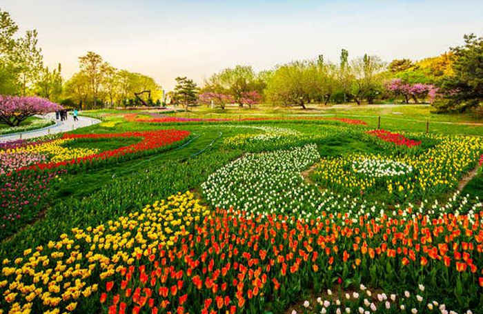 Spring turns Beijing into city of flowers