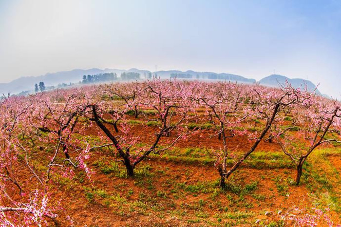 Spring turns Beijing into city of flowers