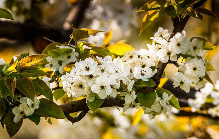 Spring turns Beijing into city of flowers