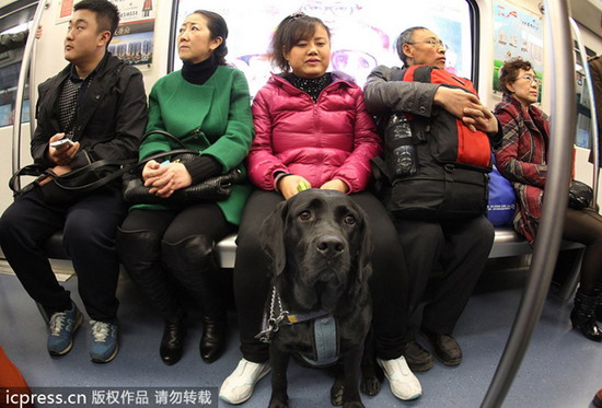 Should guide dogs be allowed on the subway?