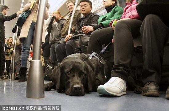 Should guide dogs be allowed on the subway?