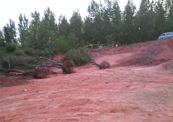 Battling rampant logging in Anhui