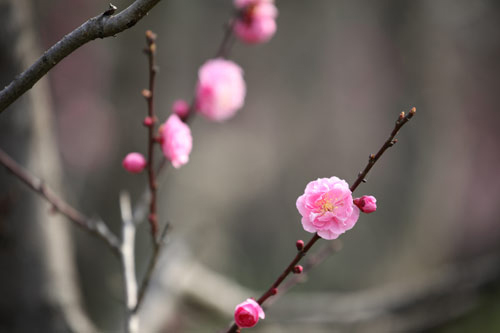 My tour of Plum Blossom Mountain in Nanjing