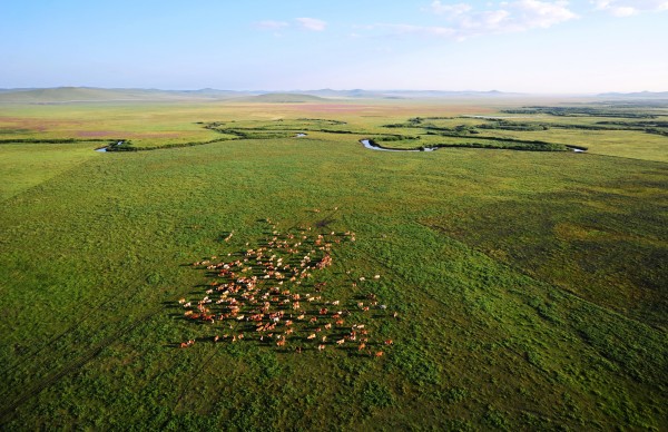 Inner Mongolia's grassland, our beautiful home