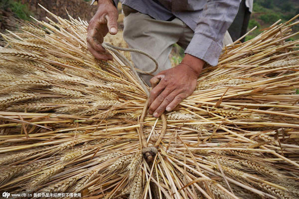 Subsidies essential to ensure farmers grow grain