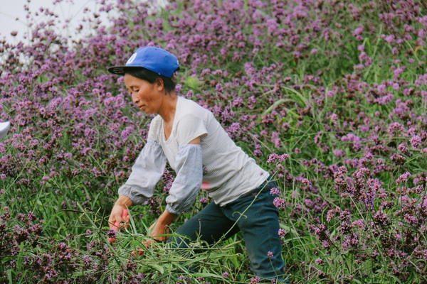 A flower paradise in northern Guizhou