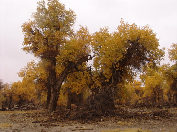 Populus euphratica in Luntai county: conserving the most beautiful trees