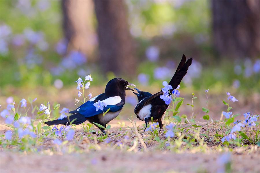 Wild birds reveal their beauty in Year of the Rooster