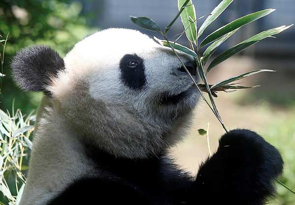 Panda cub raises fresh hopes of better China-Japan relations