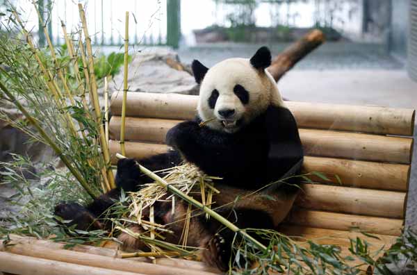 China's panda diplomacy helps strengthen ties with Europe