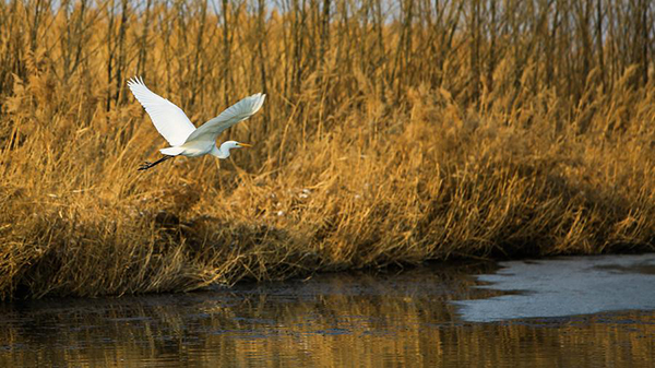 Protection for nation's precious biodiversity