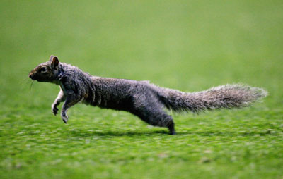 A squirrel runs onto the pitch during the Champions League first leg semi-final soccer match between Villarreal and Arsenal at Highbury in London April 19, 2006. 