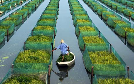 A farmer feeds his eels at a pond in Zhanggou County of Xiantao city, central China's Hubei province on June 27, 2006. [Reuters]