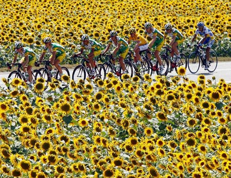 Phonak's team rider Floyd Landis of the U.S. and his team mates cycle past sunflower fields during the 12th stage of the 93rd Tour de France cycling race between Luchon and Carcassone, July 14, 2006. [Reuters]