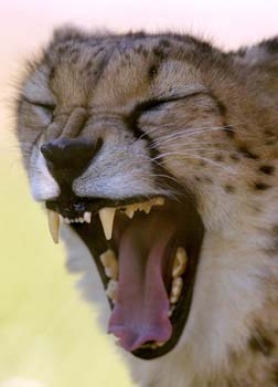 A cheetah yawns