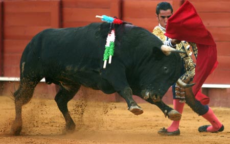 Bullfighter Jose Manuel Sandin performs a pass to a bull during a bullfight in the Maestranza bullring in Seville August 27, 2006. 