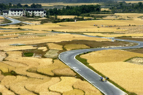 a general view shows bumper rice in Gaopo town of Guiyang, capital of southeast China's Guizhou Province, Sunday, Sept. 24, 2006. A bumper rice harvest was gained here though drought hit the province this year. [Reuters]