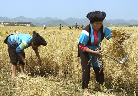 farmers reap rice in Gaopo town of Guiyang, capital of southeast China's Guizhou Province, Sunday, Sept. 24, 2006. A bumper rice harvest was gained here though drought hit the province this year. 