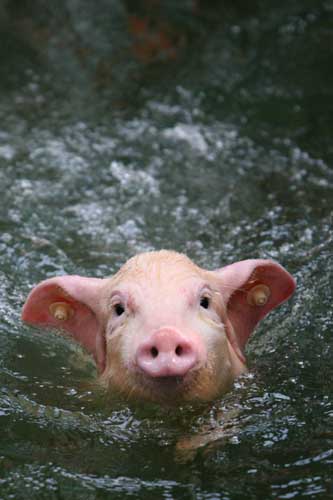 ,,diving piglets,,