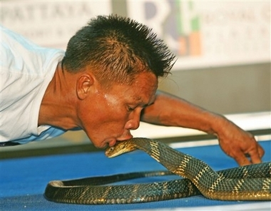 Snake charmer Khum Chaibuddee plants a kiss on a king cobra at Ripley's Believe It or Not Museum in Pattaya, Thailand, on Satursday October 7.2006. The Thai snake charmer kissed 19 highly poisonous king cobras in an attempt to set a world record Saturday. One by one, the cobras were released onto a stage set up in this Thai beach resort town, as the 45-year-old snake charmer kissed each beast and then moved onto the next.