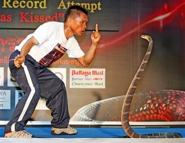 Snake charmer Khum Chaibuddee, left, draws attention from a king cobra at Ripley's Believe It or Not Museum in Pattaya, Thailand, on Satursday October 7.2006. The Thai snake charmer kissed 19 highly poisonous king cobras in an attempt to set a world record Saturday. One by one, the cobras were released onto a stage set up in this Thai beach resort town, as the 45-year-old snake charmer kissed each beast and then moved onto the next.