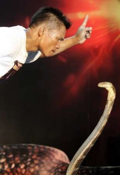 Part-time snake charmer Khum Chaibuddee, 45, attempts to kiss a King Cobra at the Ripley's museum in Pattaya, 150 km (93 miles) east of Bangkok, October 7, 2006. Khum made a new world record by consecutively kissing 19 King Cobras which broke the previous record set by Gordon Cates of the U.S. who kissed 11 venomous snakes in 1999.