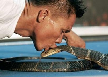 Part-time snake charmer Khum Chaibuddee, 45, kisses a King Cobra at the Ripley's museum in Pattaya, 150 km (93 miles) east of Bangkok, October 7, 2006. Khum made a new world record by consecutively kissing 19 King Cobras which broke the previous record set by Gordon Cates of the U.S. who kissed 11 venomous snakes in 1999. 