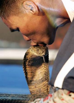 Part-time snake charmer Khum Chaibuddee, 45, kisses a King Cobra at the Ripley's museum in Pattaya, 150 km (93 miles) east of Bangkok, October 7, 2006. Khum made a new world record by consecutively kissing 19 King Cobras which broke the previous record set by Gordon Cates of the U.S. who kissed 11 venomous snakes in 1999. 