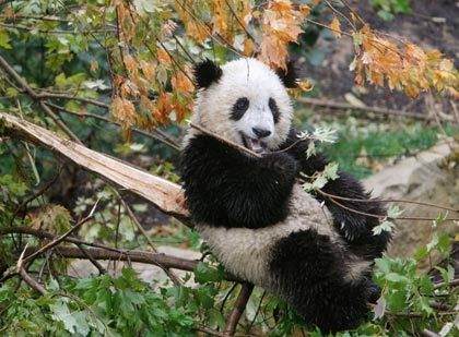 Giant panda cub Tai Shan sits in a tree during the opening of the Giant Panda Habitat and Asia Trail at the National Zoo in Washington October 17, 2006. 