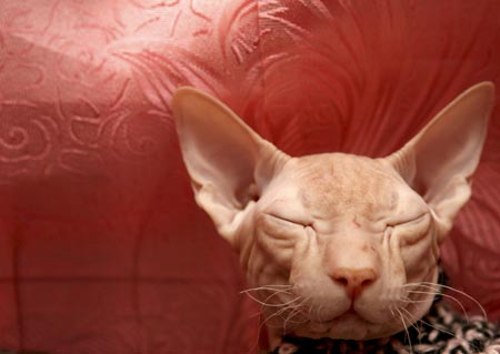 A cat closes its eyes during a cat show in Russia's southern city of Stavropol November 5, 2006. 