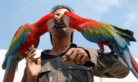 Bird trainer Sayed Afsar Ali feeds two Green Wing Macaws brought from the Middle East to take part in the 6th Championship Pet show competition organised by the Federal Pet Society in the southern Indian city of Hyderabad November 5, 2006. 