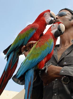 Bird trainer Sayed Afsar Ali feeds two Green Wing Macaws brought from Middle East to take part in the 6th Championship Pet show competition organised by the Federal Pet Society in the southern Indian city of Hyderabad November 5, 2006. 