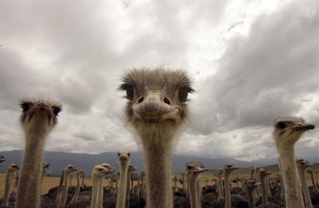 A flock of ostriches stand beneath overcast skies in a field near the small Southern Cape town of Swellendam November 9, 2006. The giant birds are farmed for their meat, eggs and feathers in a growing export industry.