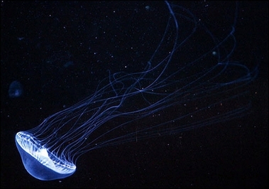 A Crystal Jelly (Aequorea aequoera) swims in the Aquarium of the Pacific complex in Long Beach, California. This nearly transparent jelly, when disturbed gives off a green-blue glow because of the more than 100 tiny, light-producing organs surrounding its outer bell. 