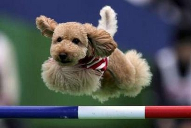 A Toy Poodle jumps over a crossbar during the Super Dogs Carnival at Invoice Seibu Dome in Tokorozawa, north of Tokyo November 3, 2006. 